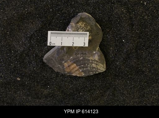 Inoceramus sp.