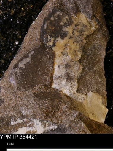 undet. Mollusca
