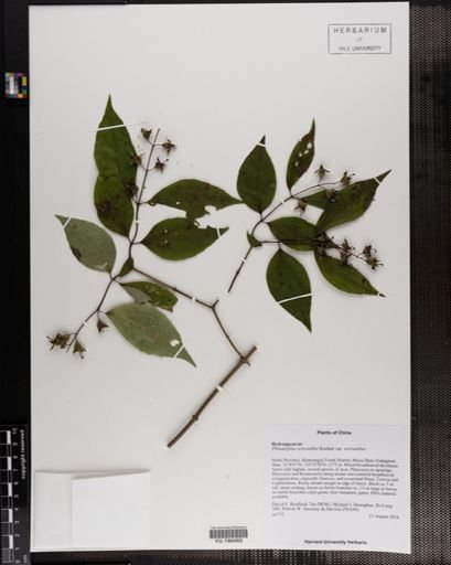Plantae