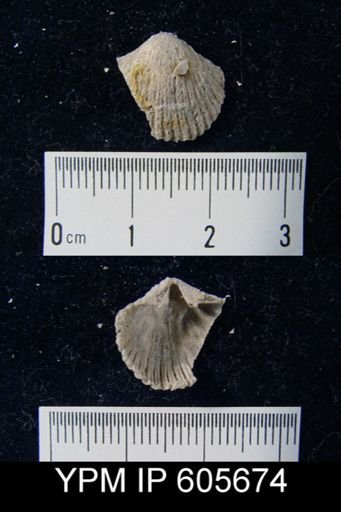 Hesperorthis sp.