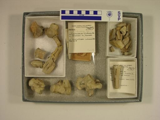 Clidastes sp.