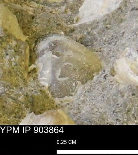 Corbulamella sp.