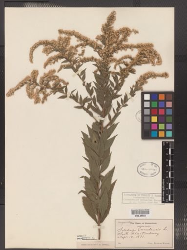 Solidago rugosa