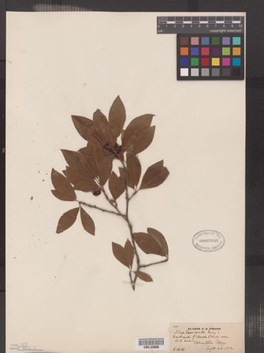Ilex laevigata