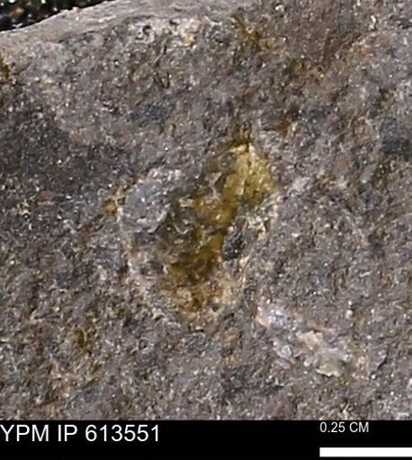 Scaphites sp.