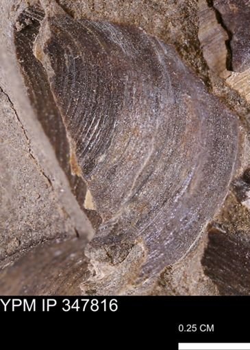 undet. Bivalvia