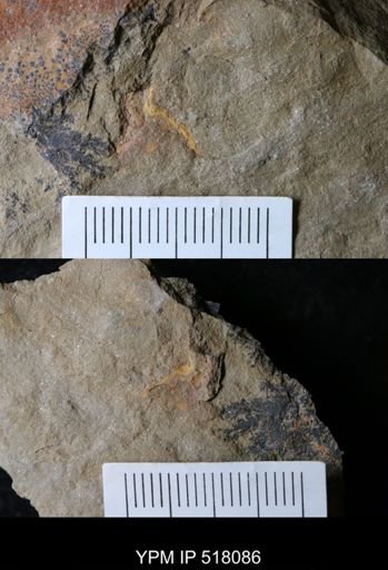 undet. Ichnofossil