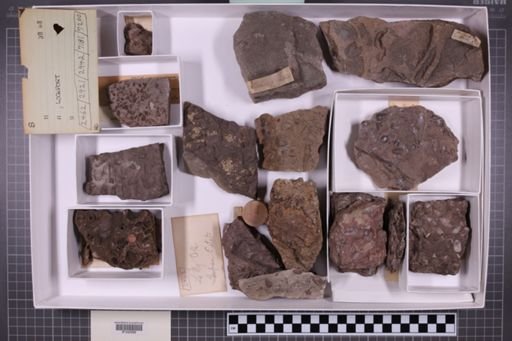 mixed taxa, stratigraphic collection