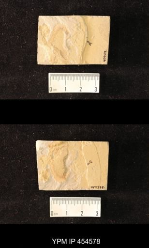 undet. Coleoptera