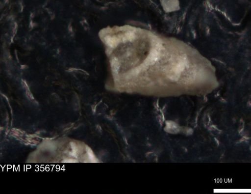 undet. Foraminiferida