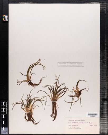 Isoetes