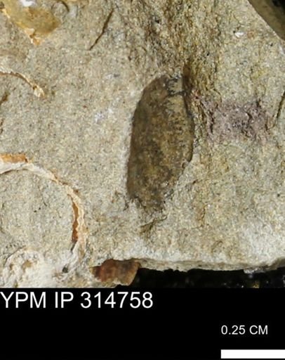 undet. Bivalvia