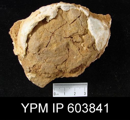 Gigantoproductus sp.