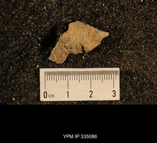 Lophophyllum sp.