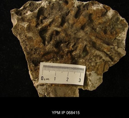 Strophomena cf. vicina
