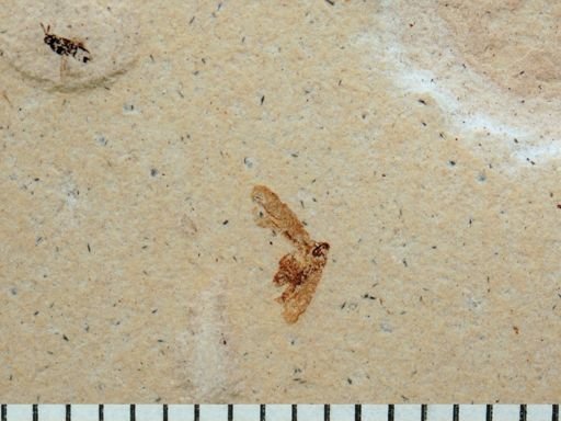 undet. Hymenoptera