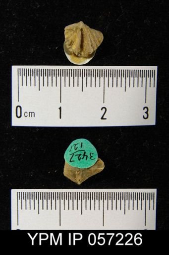 Cyrtina dalmani