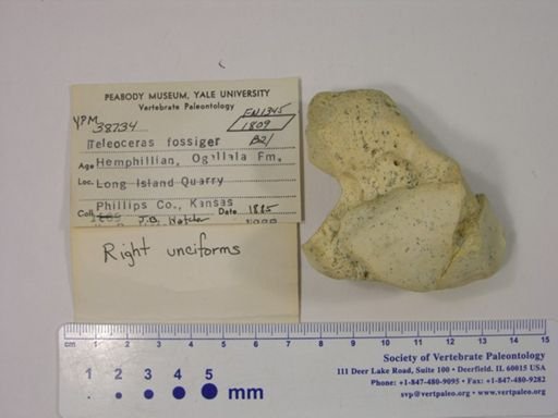 Teleoceras fossiger