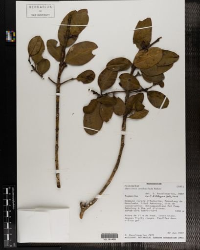 Plantae