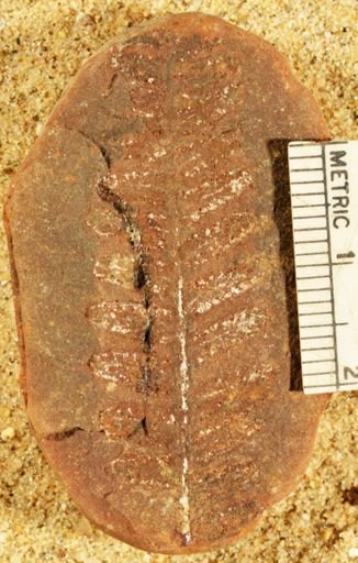 Pecopteris