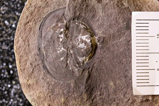 Euproops danae