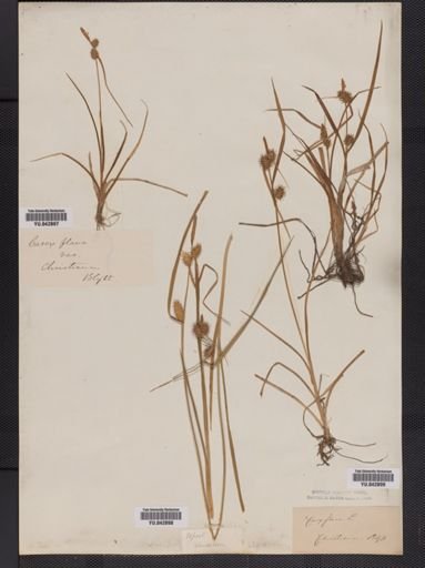 Carex flava