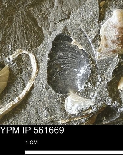 Limopsis sp.