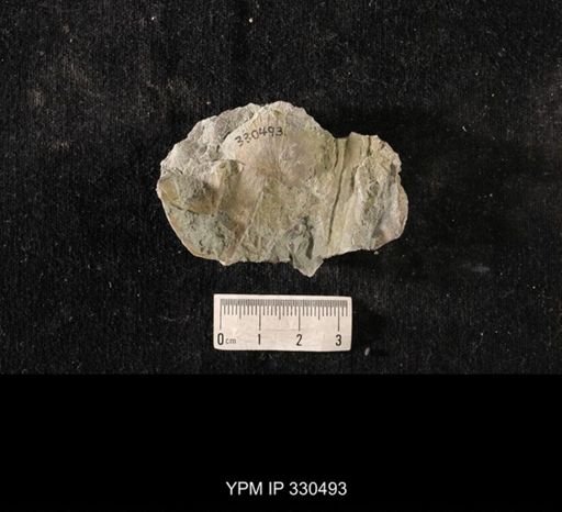 Strophomena sp.