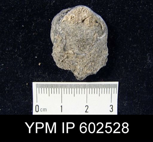undet. Atrypida