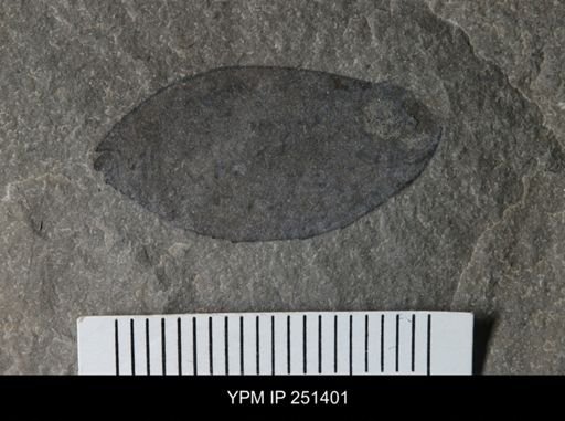 undet. Eurypterida
