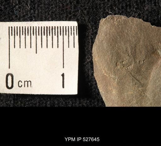 undet. Ophiuroidea