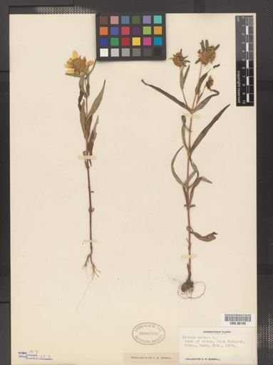 Plantae