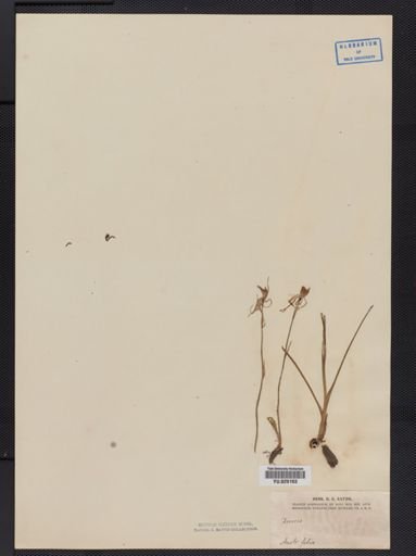Diuris