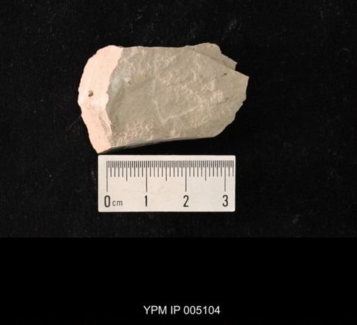 Progonopsocus permianus