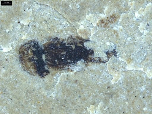 undet. Insecta