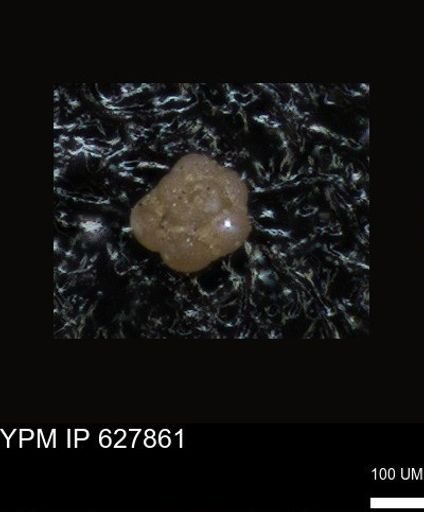 undet. Foraminiferida