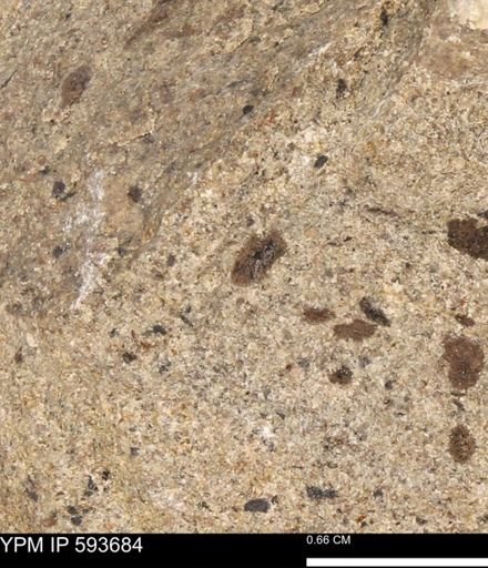 Baculites sp.