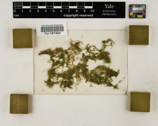 Plantae
