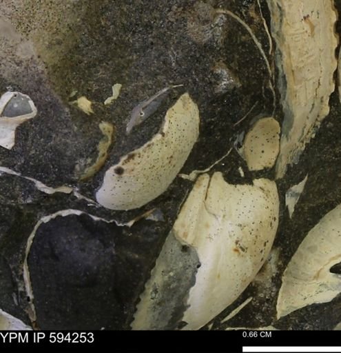 Protocardia sp.
