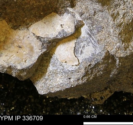 undet. Mollusca
