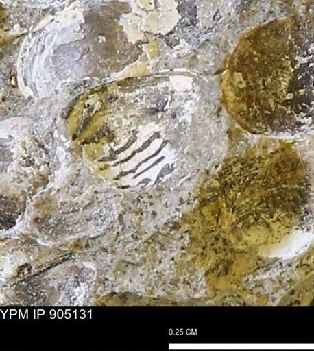 Corbulamella?