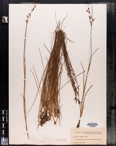 Juncus gerardii