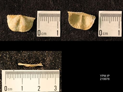 Chonetes sp.