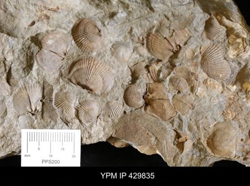Lingula sp.