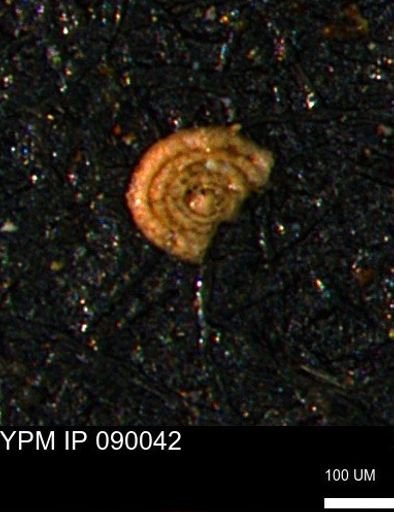 Involutina kiowensis