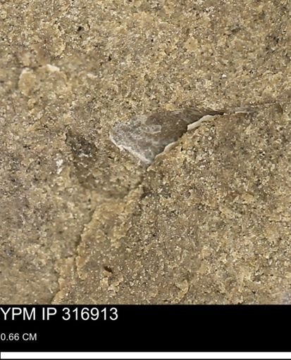 undet. Mollusca