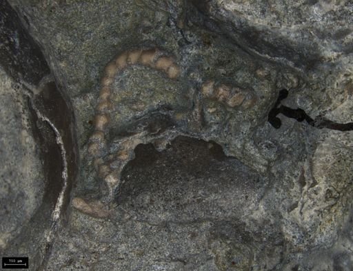 Aplocoma damesii