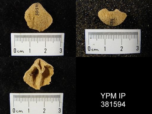 Gypidula coeymanensis