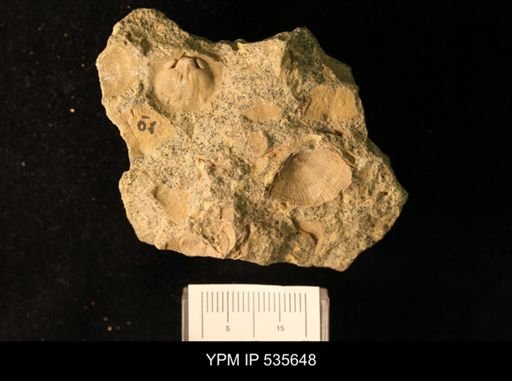 Billingsella coloradoensis