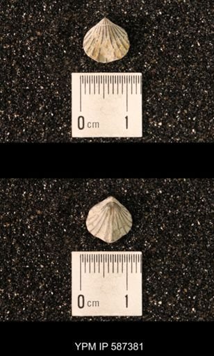 Camarotoechia whitei